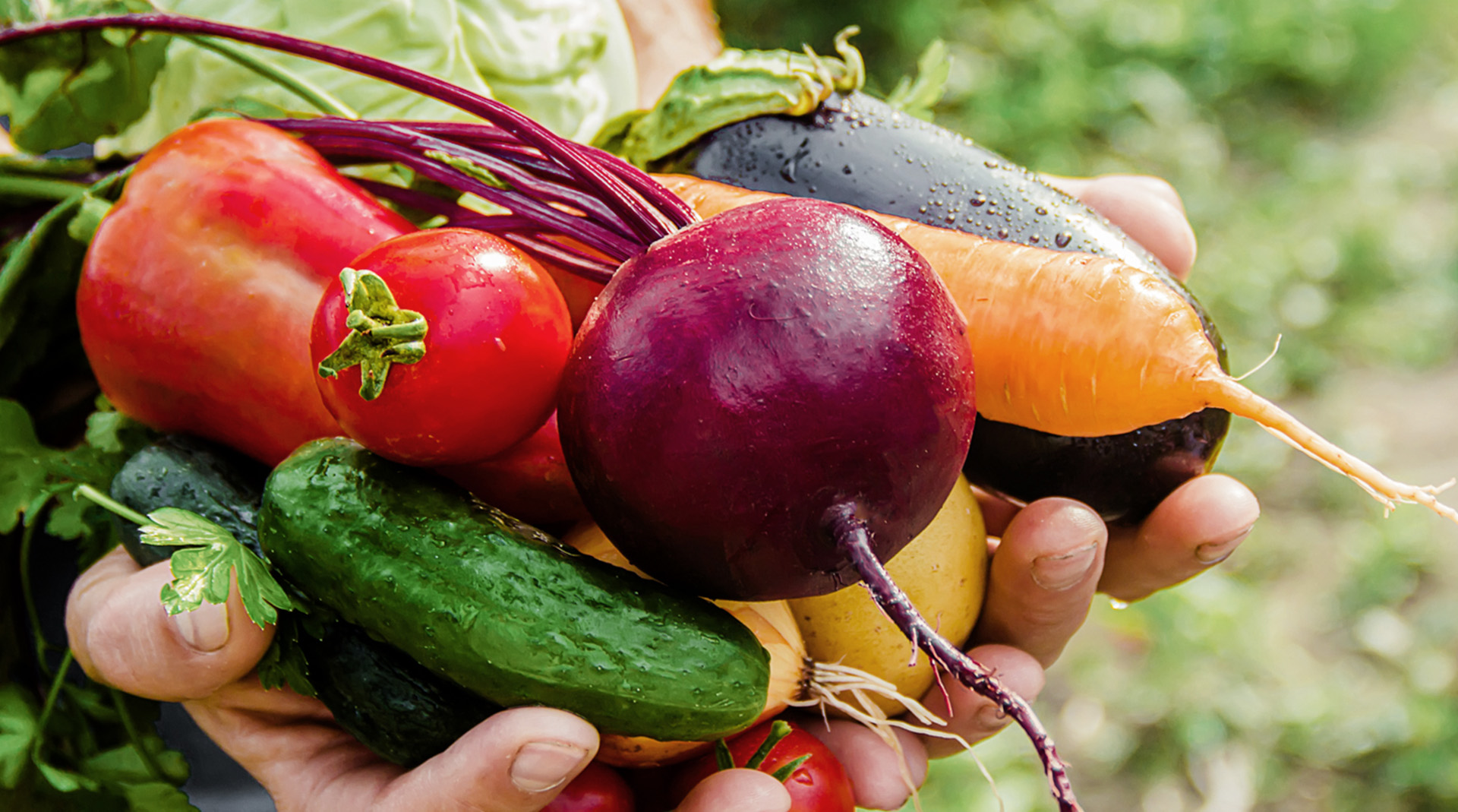 Frisch geerntetes Gemüse