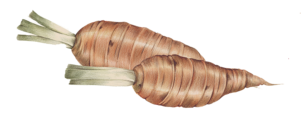 gezeichnete Karotten