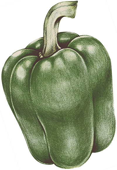 Zeichnung einer Paprika