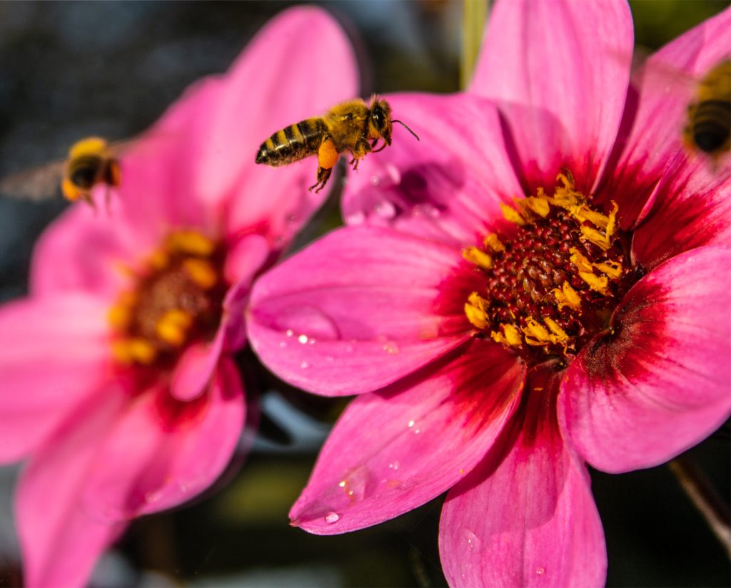Bienen auf einer Blüte